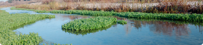 Image of Natural Restoration Area